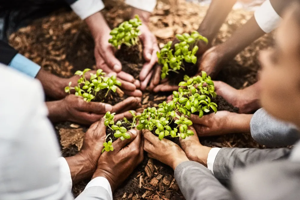 people holding small seedlings
